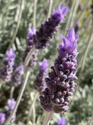 5th Aug 2023 - Lavender 