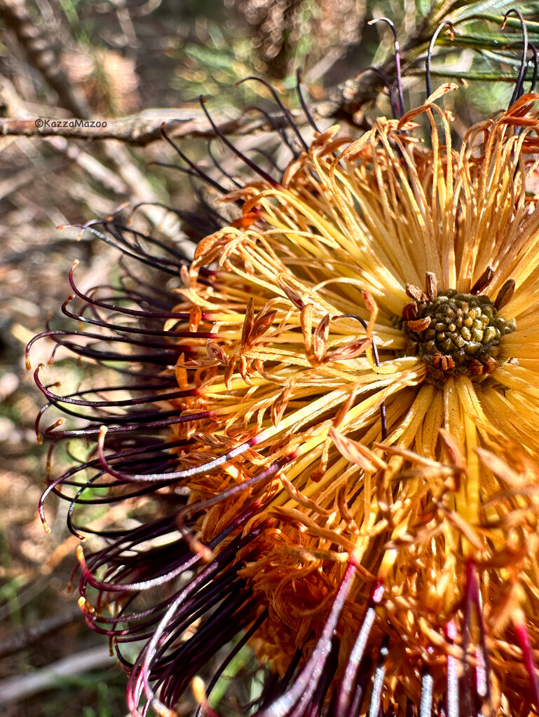 Brilliant Banksia by mazoo