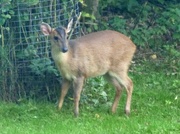 4th Aug 2023 - Baby Reeves Muntjac