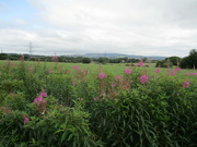 5th Aug 2023 - Pendle Hill view from Rishton.