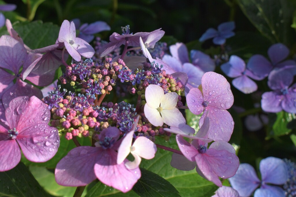 The Hydrangeas are looking lovely this year by anitaw
