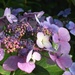 The Hydrangeas are looking lovely this year by anitaw