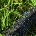 A dew covered feather on the lawn  by anitaw