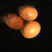 5th Aug 2023 - Eggs 
