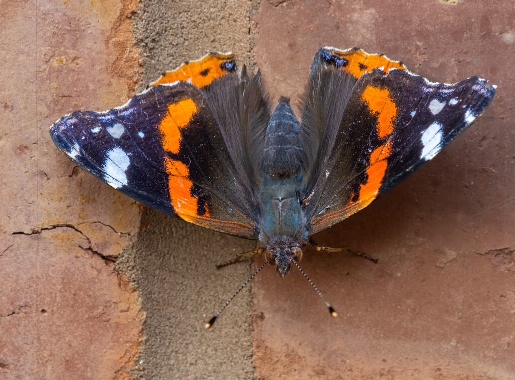 Red Admiral by 365nick