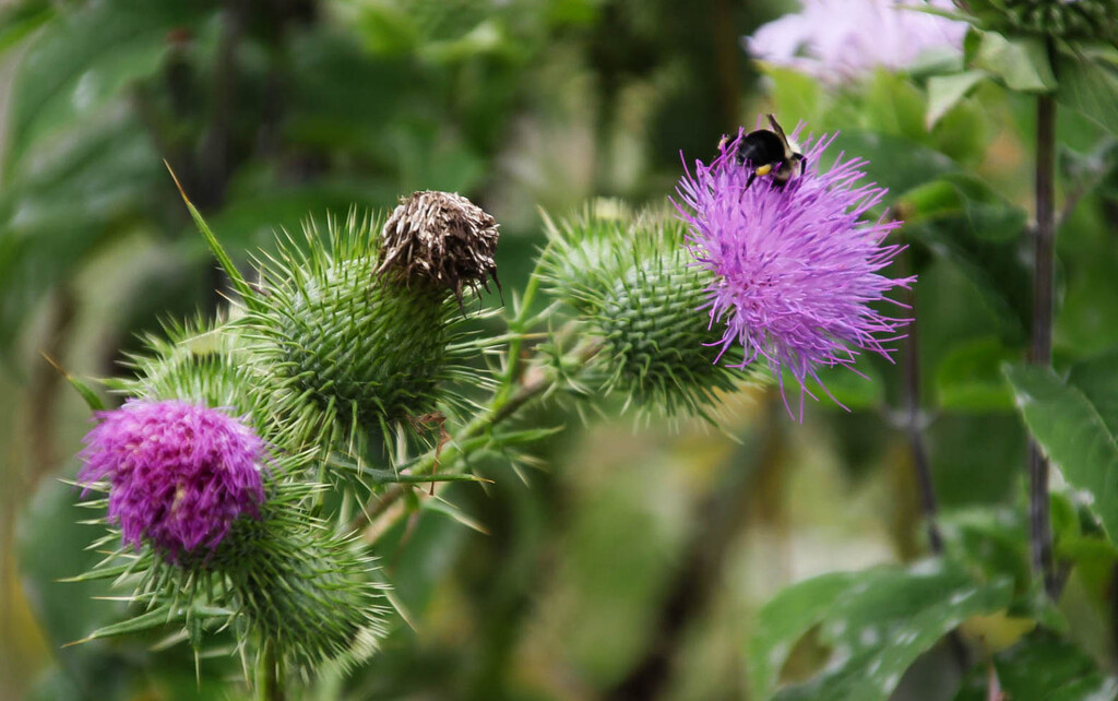Some thistles with a bee by mittens