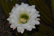 4th Aug 2023 - Aug 4 Cactus flower