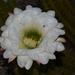 Aug 4 Cactus flower by sandlily