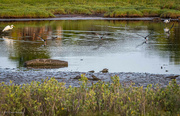 5th Aug 2023 - Four Black Skimmers