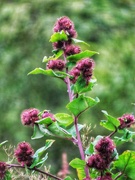 5th Aug 2023 - Lesser Burdock