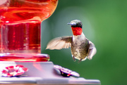 5th Aug 2023 - Hummingbird Landing