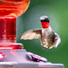 Hummingbird Landing by lifeisfullofpictures
