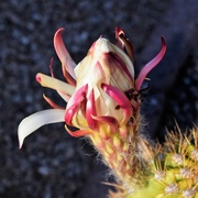 4th Aug 2023 - Aug 4 Cactus bud