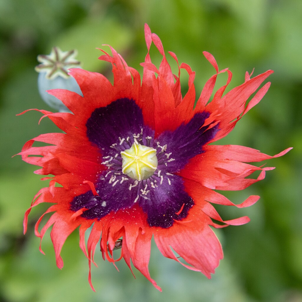 A most unusual poppy.  by billdavidson