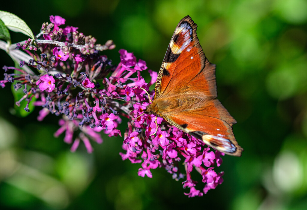 Peacock butterfly by 365nick