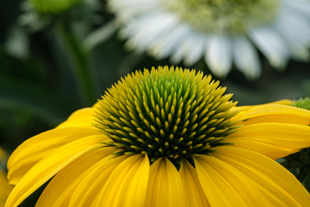 Rudbeckia  by 365nick