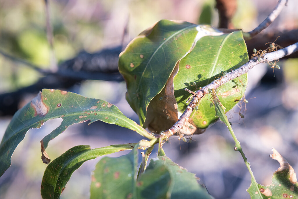 Green ant nest by dkbarnett
