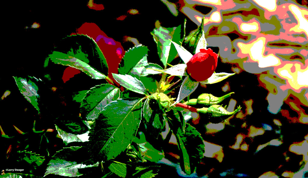 Summer red rose artistic by larrysphotos