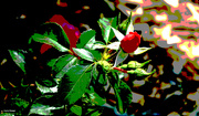 5th Aug 2023 - Summer red rose artistic