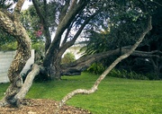 6th Aug 2023 - Old Trees in Tauranga