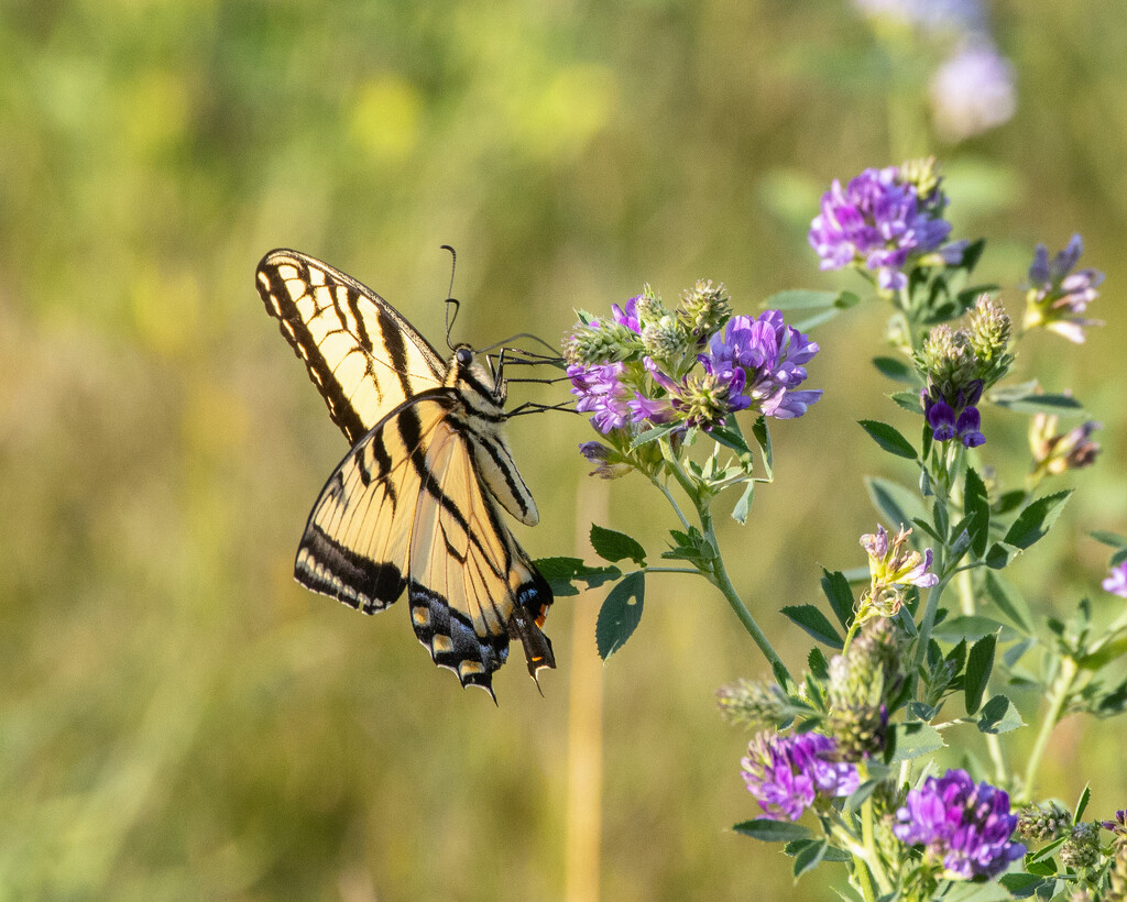 yellow swallowtail by aecasey