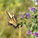 yellow swallowtail by aecasey