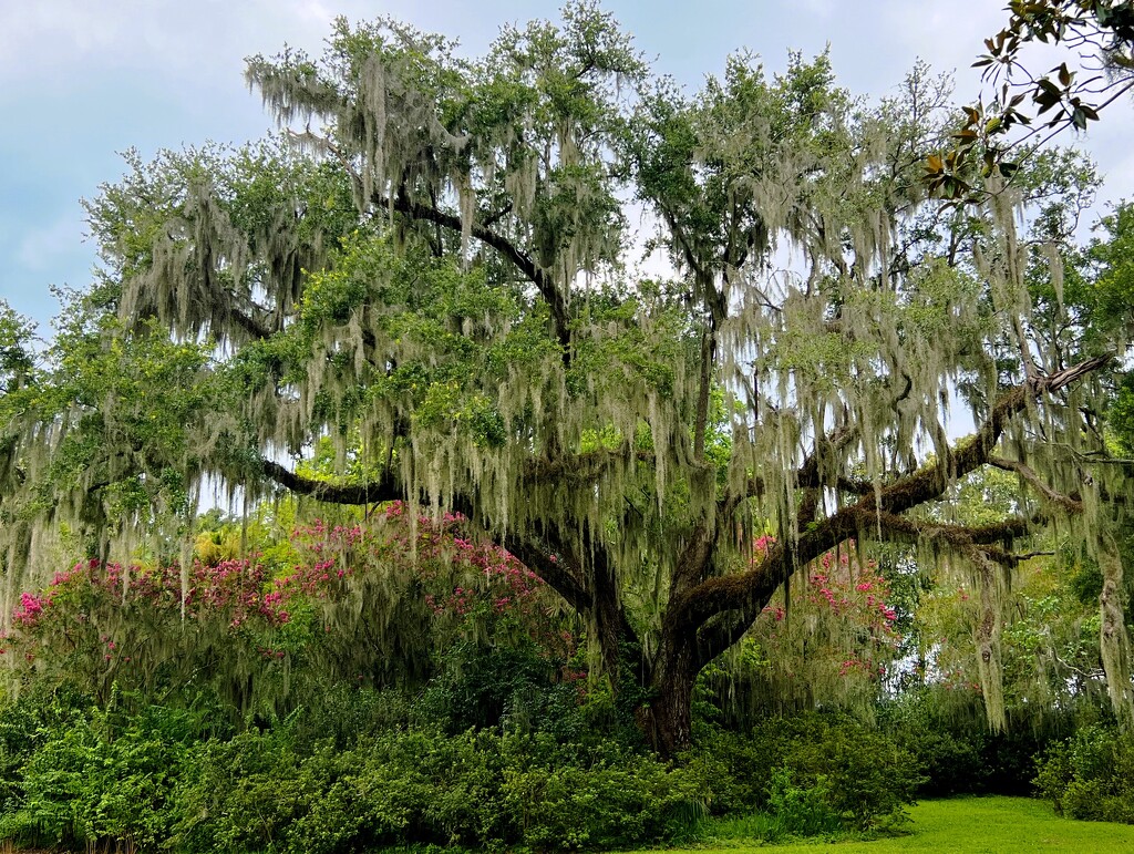Live oak and crape myrtles in bloom by congaree