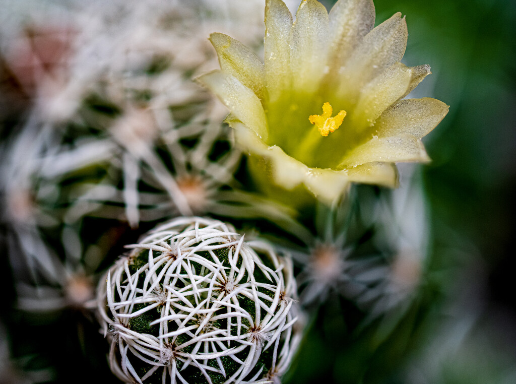 Cactus baby and flower by ianjb21