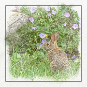 5th Aug 2023 - Flopsy in the Flowers