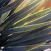 Aug 5 Yucca Leaves by sandlily