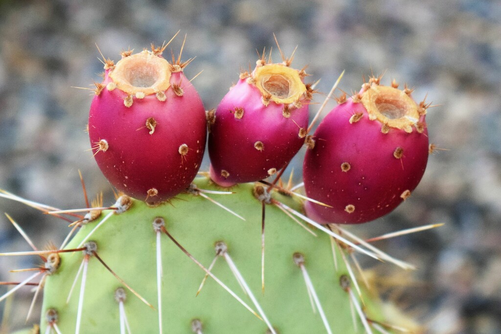 Aug 5 Prickly Pear fruit by sandlily