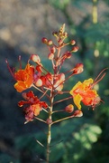 5th Aug 2023 - Aug 5 Mexican Bird of Paradise