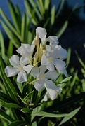 5th Aug 2023 - Aug 5 White Oleander