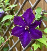 15th Jul 2023 - Flower in Purple....