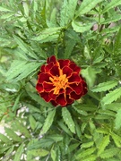17th Jul 2023 - French Marigold in garden....