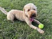 23rd Jul 2023 - Millie with her tennis ball.....