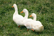 6th Aug 2023 - Goosey Goosey Gander