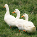 Goosey Goosey Gander by helenw2