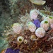 Sea squirt by wh2021