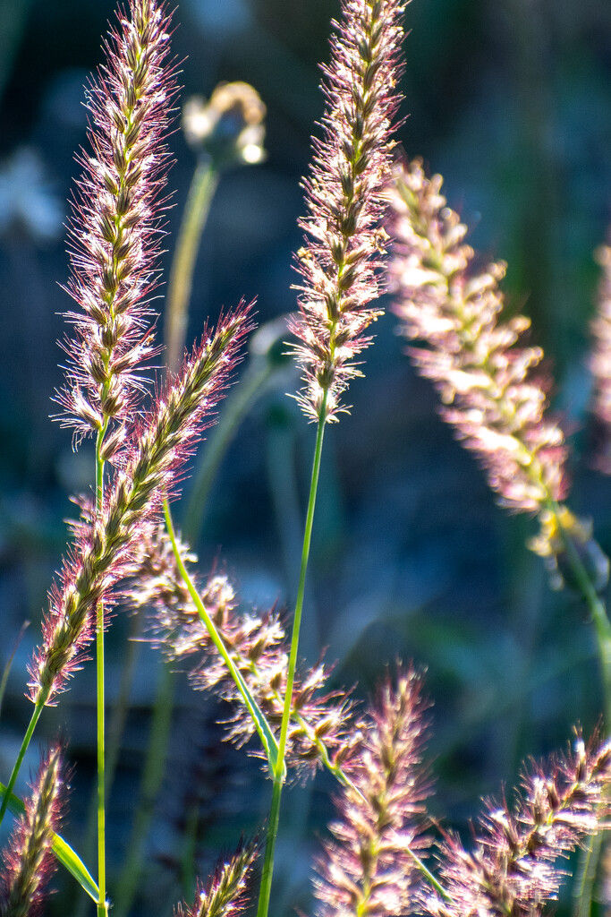 Afternoon Sunlight on Winter Grass by nannasgotitgoingon