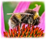 6th Aug 2023 - Bee And Echinacea
