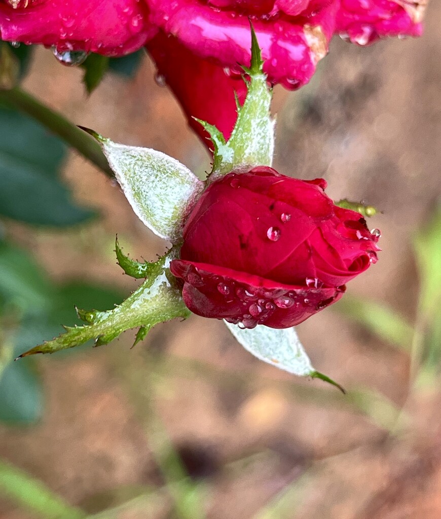 Rosebud  and Raindrops by moonshadow