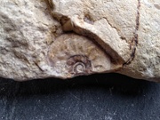 6th Aug 2023 - Fossil 