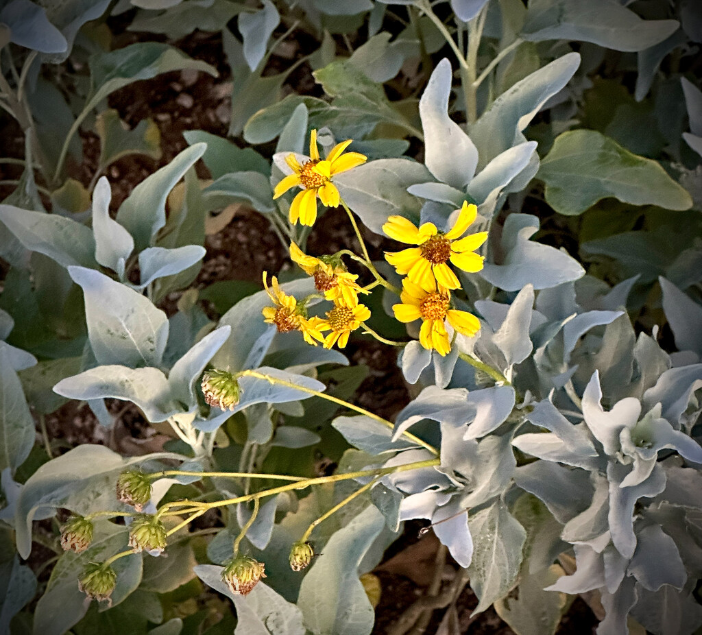 Last Wild Blooms of the Season? by 365projectorgbilllaing