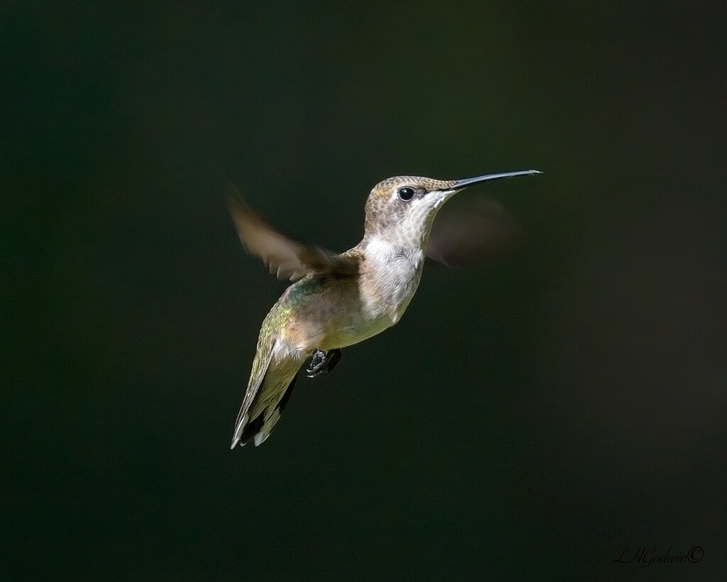 LHG_6141 Hummer  pause in flight by rontu