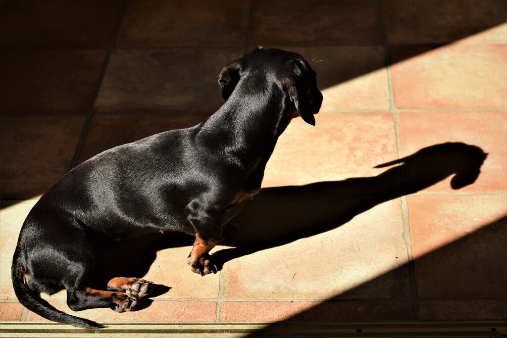 dog shadow by christophercox