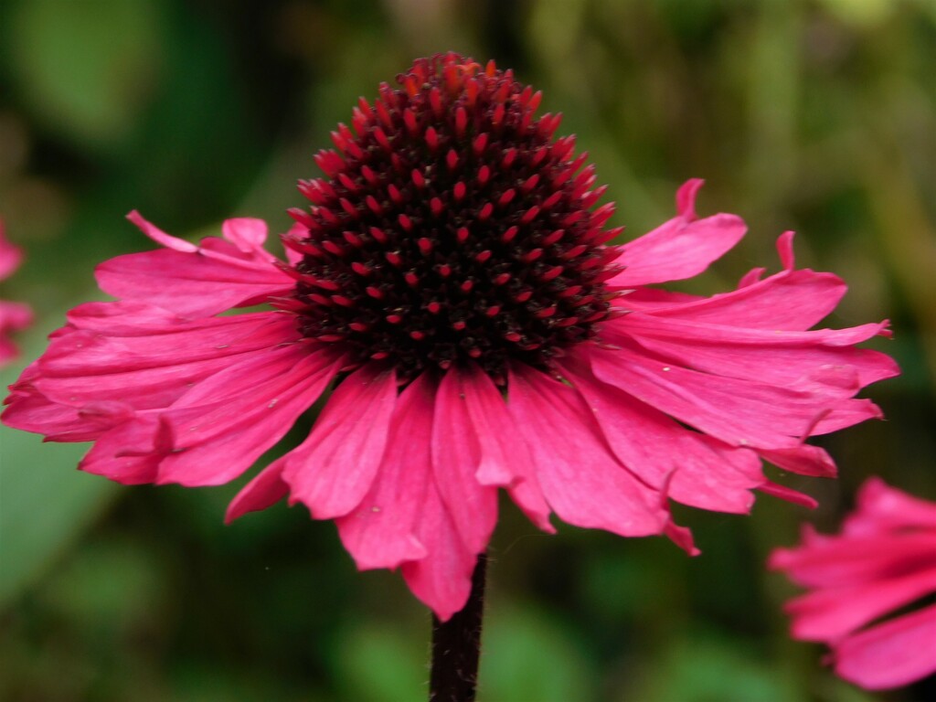 Echinacea 2 by 365anne