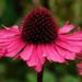 Echinacea 2 by 365anne