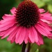 Echinacea by 365anne