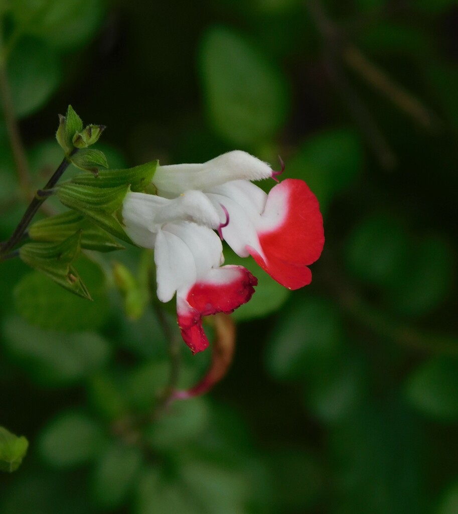 Salvia Hot Lips by 365anne